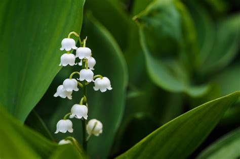 Lily of the Valley 